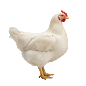 Poulet de chair