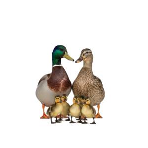 Canards