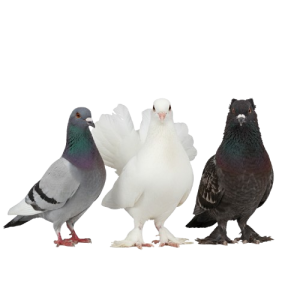 Pigeons