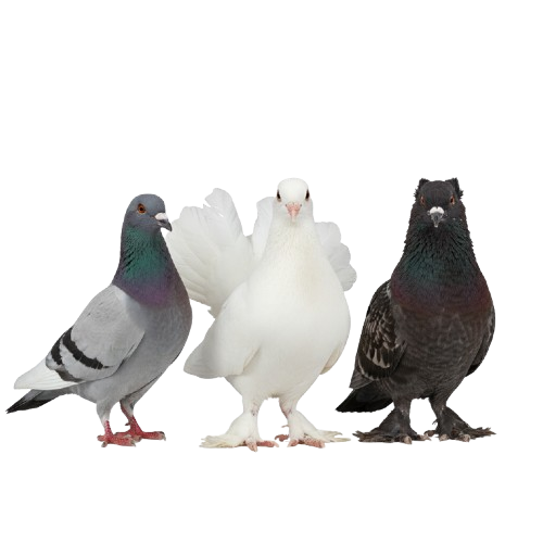 Pigeon
