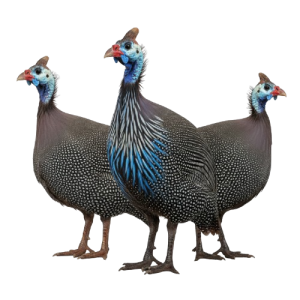 Pintades