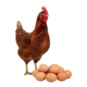 Poules pondeuses
