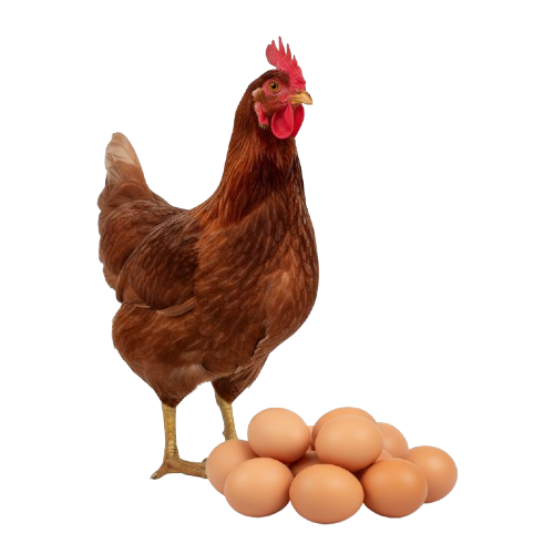 Pouletoeuf